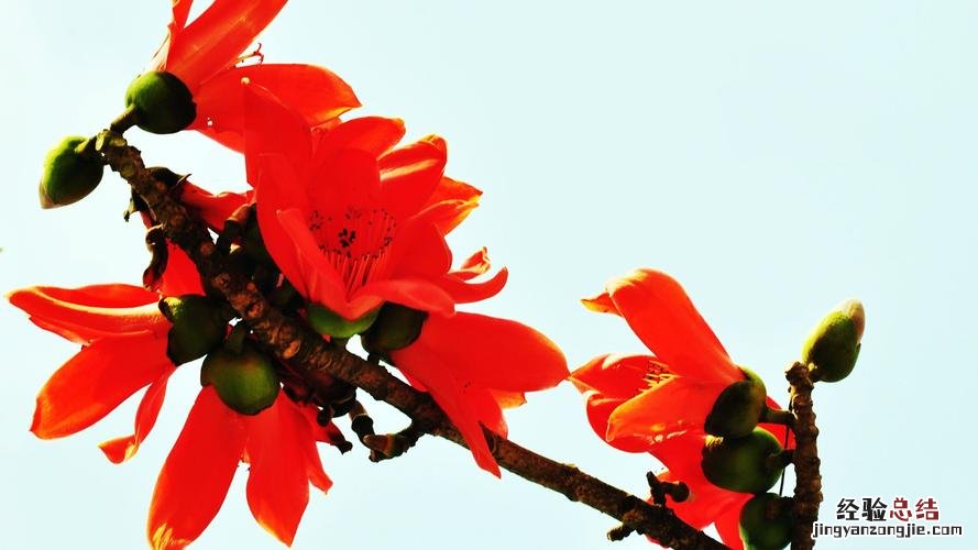 木棉花寓意