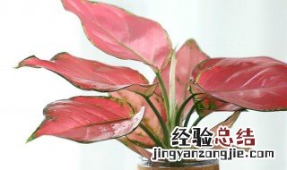 吉祥如意花的水养方法 吉祥如意花可以水养吗