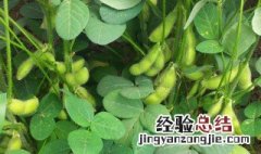 毛豆的施肥方法 毛豆的施肥方法和技术