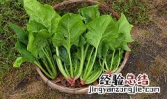 菠菜怎么去涩味 菠菜怎么去涩