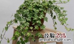 喜阳植物盆栽有哪些 什么植物喜欢阳光