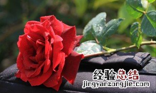 各种玫瑰花的含义 各种颜色的玫瑰花分别代表什么意思