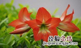 朱顶红开完花从哪里剪 朱顶红长什么样子