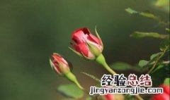 月季花的品种 大花月季有什么用处