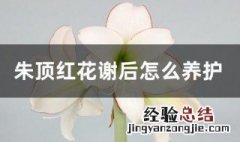 朱顶红花谢后怎么养护 朱顶红花谢花后如何施肥