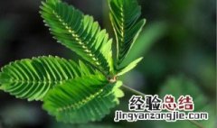 含羞草怎么养才能更旺盛 含羞草长得旺盛方法