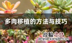 多肉移植的方法与技巧 多肉换盆方法分享