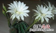 白色仙人球花的花语 白色仙人球花花语介绍