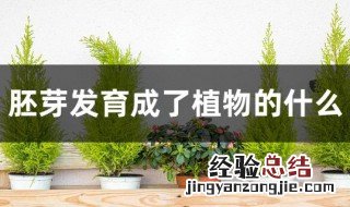 胚芽发育成了植物的什么 胚芽是哪个部位