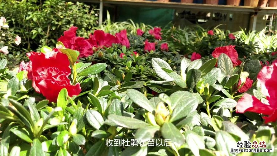 新买的杜鹃如何上盆，怎样才会开花比较快