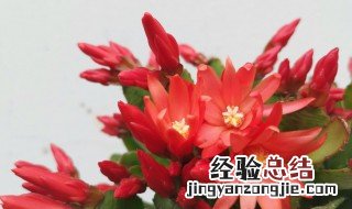 仙指兰的寓意是什么 仙指兰是吉祥的花卉吗