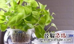 水培绿萝怎么剪枝种植 种植水培绿萝剪枝方法