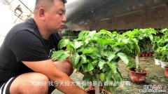 百香果籽怎么种小盆栽