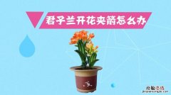 君子兰开花夹箭怎么办，开花后的茎怎么处理