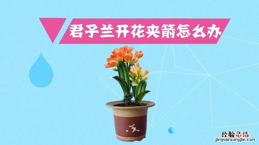 君子兰开花夹箭怎么办，开花后的茎怎么处理