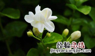 茉莉花家庭养殖方法 怎么养茉莉花