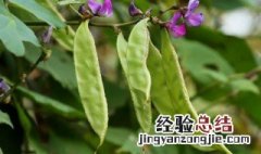 梅豆角种植时间和方法 梅豆角栽培方法介绍