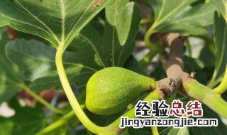 无花果树会冻死吗 无花果树冬季如何保暖