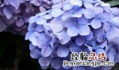 绣球花不开花的原因 绣球花为什么会不开花