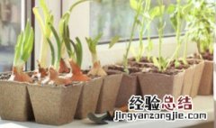 花盆底下没有洞可以吗 花盆没有孔可以养花吗