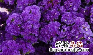 昆明紫色的花是什么花 紫色的花到底是什么花呢