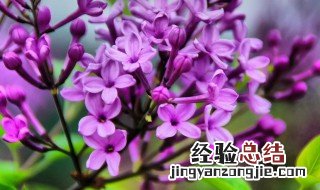 丁香花几瓣 丁香花花瓣一般是几瓣呢