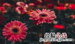 非洲菊是一年生还是多年生 非洲菊介绍