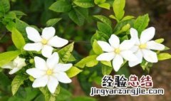 栀子花香是种什么味道 栀子花香介绍