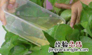 烟蒂水可以浇花驱虫吗 烟蒂水可不可以浇花驱虫