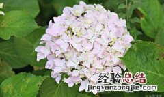 无尽夏种植用深盆还是浅盆 无尽夏是什么花