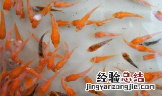 锦鲤繁殖方法到变成小鱼视频 锦鲤繁殖方法