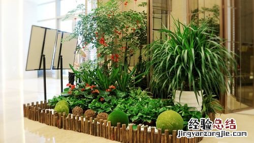 办公室最旺风水植物