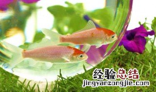 锦鲤鱼缸如何杀菌 锦鲤鱼缸杀菌最佳方法