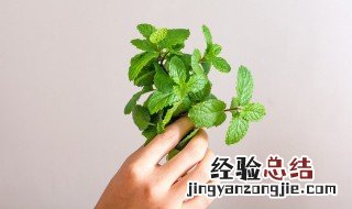 鲜薄荷叶能冷冻吗 新鲜薄荷叶可以直接冷冻吗