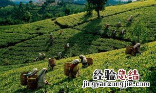 哪些地方盛产茶叶 盛产茶叶的地方在哪