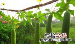 丝瓜怎么种 丝瓜种植方法介绍