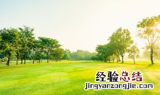 世界五大行道树 世界五大行道树之首椴树介绍
