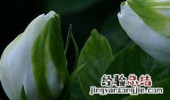 栀子花有白色的虫子怎么办 栀子花有白色的虫子应该怎么处理