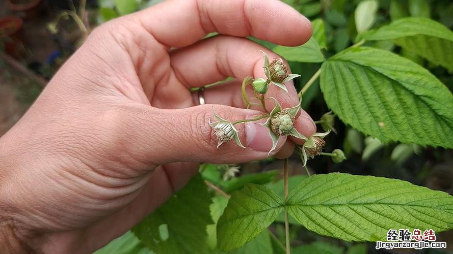 树莓的种植方法