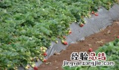 怎么养草莓能养得好 怎么养草莓能养得好一些