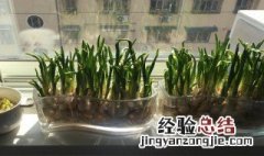 在家栽蒜苗的种植方法 栽蒜苗用什么方法最好