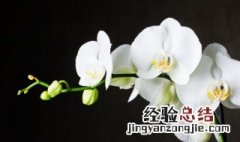 兰花的叶尖干枯怎么办 兰花叶根干枯怎么办