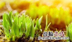 草芽是什么植物 草芽介绍