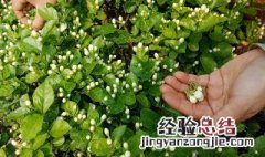 茉莉花施什么肥 茉莉花用哪种肥