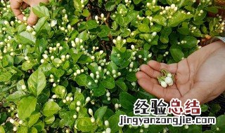 茉莉花施什么肥 茉莉花用哪种肥