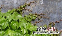 哪些花植物能爬墙 能爬墙的植物介绍