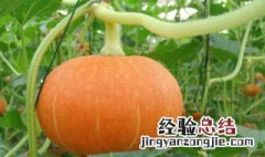 日本南瓜的种植方法和时间 日本南瓜的种植方法和时间介绍