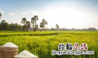 水稻倒伏后补救方法