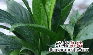 白掌叶尖发黄焦边补救方法 白掌叶尖发黄焦边应该怎么处理