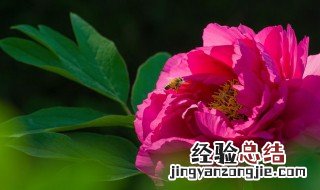 各国的国花是什么花 各国的国花介绍